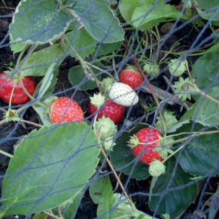  Garden netting